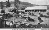 Mr W. Marsh’s farm yard on the Paeroa side of Turner’s Hill